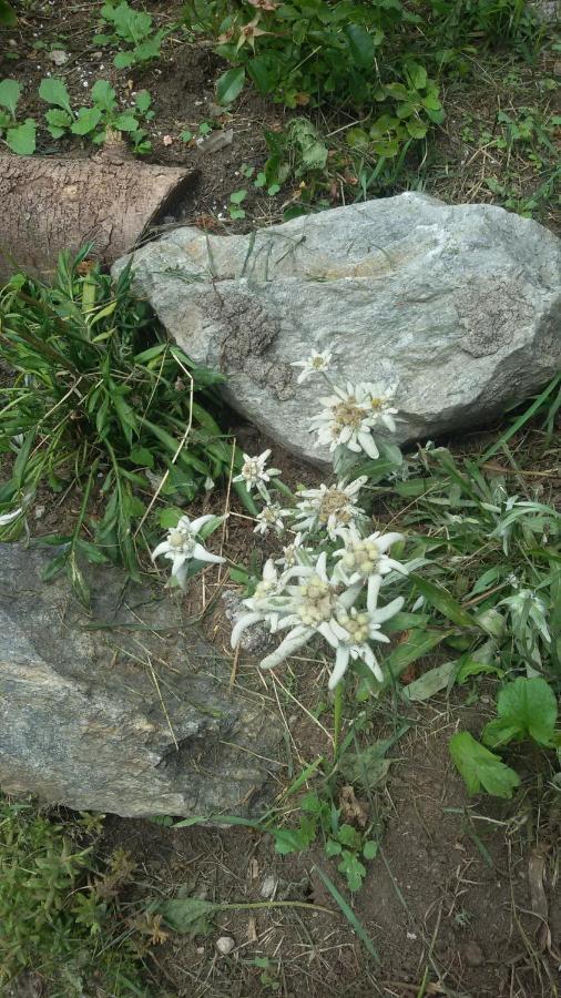 מלון Saviore dell'Adamello Rifugio Stella Alpina מראה חיצוני תמונה